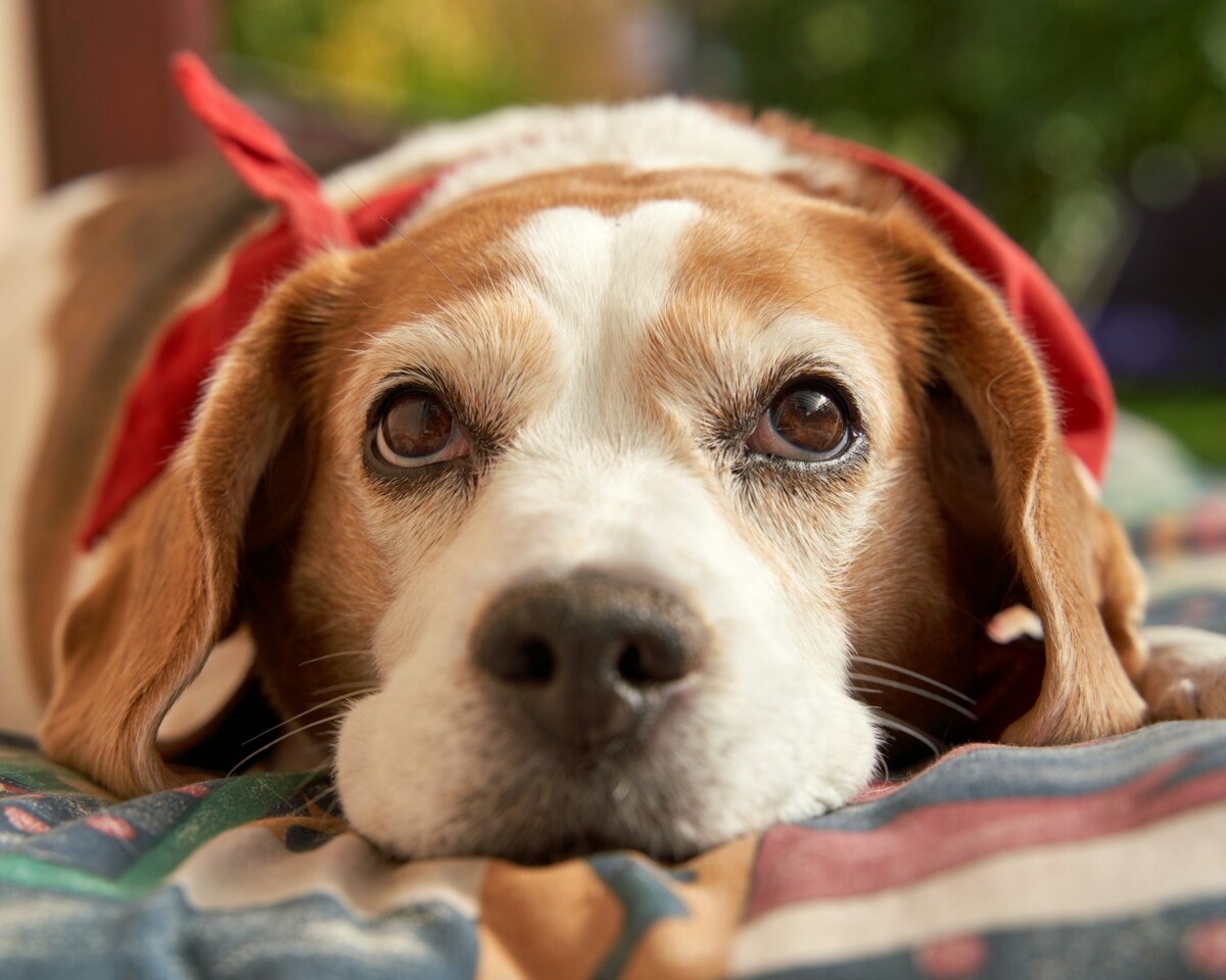 A brown and white dog laying on top of a bed